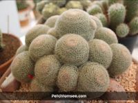 Mammillaria
